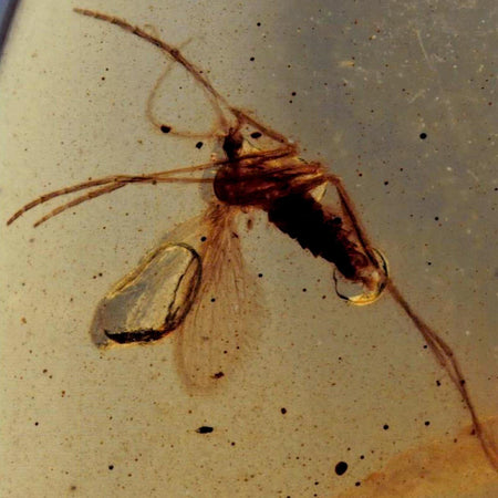 Burmese Insect Amber Diptera Mosquito Fly Fossil Cretaceous Bermite Dinosaur Age