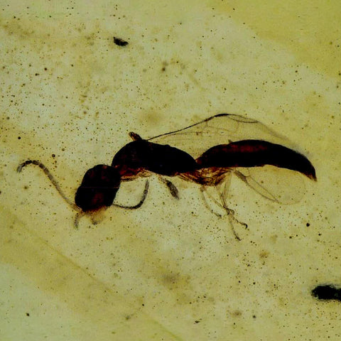 Burmese Insect Amber Hymenoptera Wasp Bee Fossil Cretaceous Dinosaur Age - Fossil Age Minerals