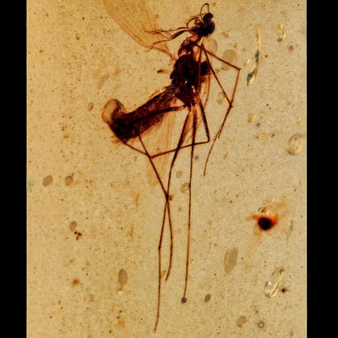 Burmese Insect Amber Diptera Mosquito Fly Fossil Cretaceous Bermite Dinosaur Age - Fossil Age Minerals