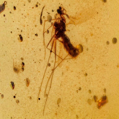Burmese Insect Amber Diptera Mosquito Fly Fossil Cretaceous Bermite Dinosaur Age - Fossil Age Minerals