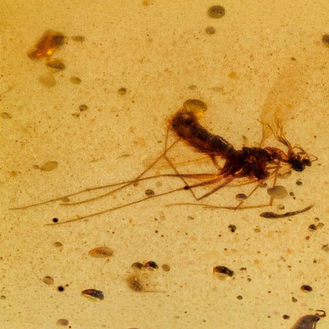 Burmese Insect Amber Diptera Mosquito Fly Fossil Cretaceous Bermite Dinosaur Age - Fossil Age Minerals