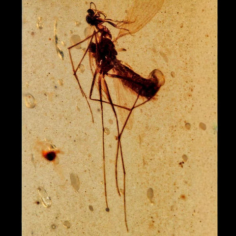 Burmese Insect Amber Diptera Mosquito Fly Fossil Cretaceous Bermite Dinosaur Age - Fossil Age Minerals