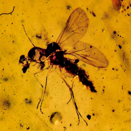 Burmese Insect Amber Diptera Mosquito Fly Fossil Cretaceous Bermite Dinosaur Age