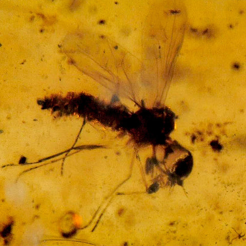 Burmese Insect Amber Diptera Mosquito Fly Fossil Cretaceous Bermite Dinosaur Age - Fossil Age Minerals