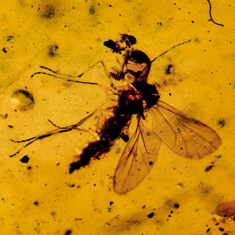 Burmese Insect Amber Diptera Mosquito Fly Fossil Cretaceous Bermite Dinosaur Age - Fossil Age Minerals