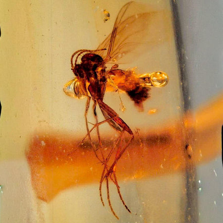Burmese Insect Amber Diptera Mosquito Fly Fossil Cretaceous Bermite Dinosaur Age