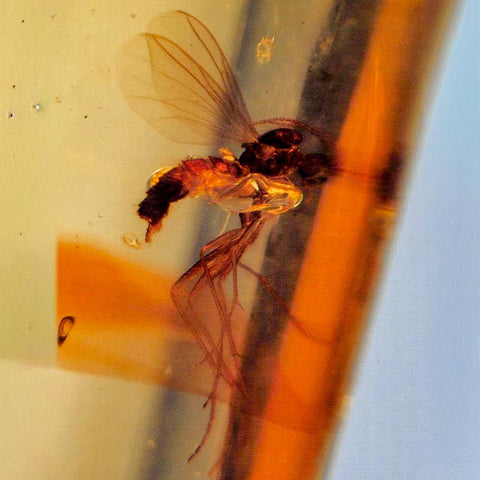 Burmese Insect Amber Diptera Mosquito Fly Fossil Cretaceous Bermite Dinosaur Age - Fossil Age Minerals