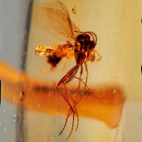 Burmese Insect Amber Diptera Mosquito Fly Fossil Cretaceous Bermite Dinosaur Age - Fossil Age Minerals