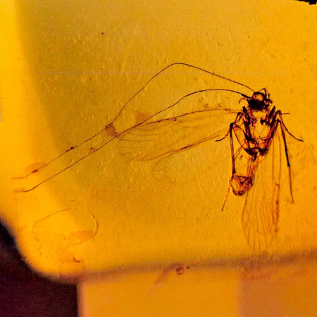 Burmese Insect Amber Unknown Flying Fossil Cretaceous Bermite Dinosaur Age