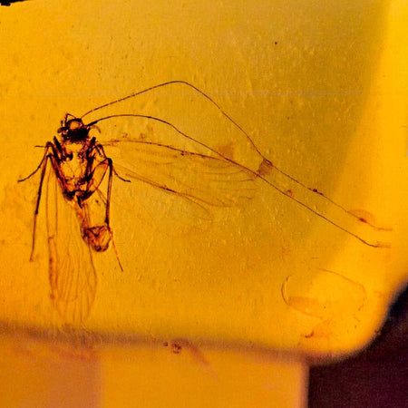 Burmese Insect Amber Unknown Flying Fossil Cretaceous Bermite Dinosaur Age