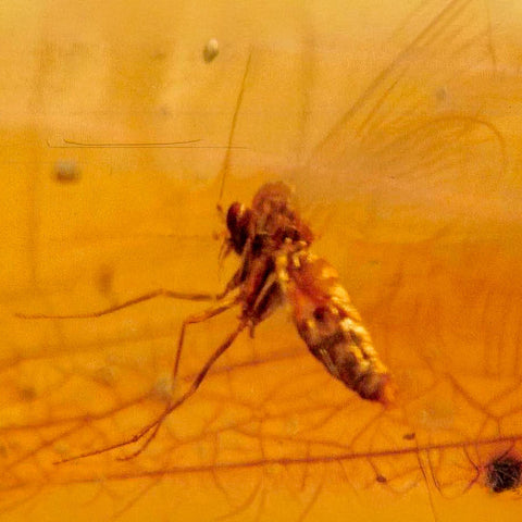 Burmese Insect Amber Diptera Mosquito Fly Fossil Cretaceous Bermite Dinosaur Age - Fossil Age Minerals