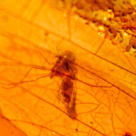 Burmese Insect Amber Diptera Mosquito Fly Fossil Cretaceous Bermite Dinosaur Age - Fossil Age Minerals