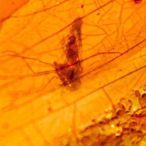Burmese Insect Amber Diptera Mosquito Fly Fossil Cretaceous Bermite Dinosaur Age - Fossil Age Minerals
