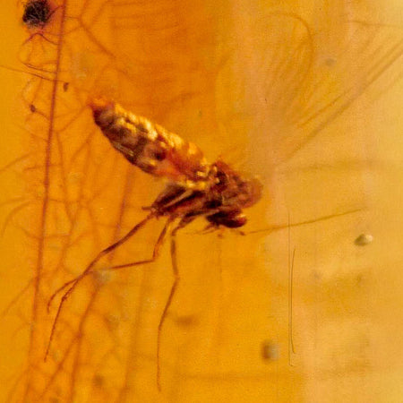 Burmese Insect Amber Diptera Mosquito Fly Fossil Cretaceous Bermite Dinosaur Age