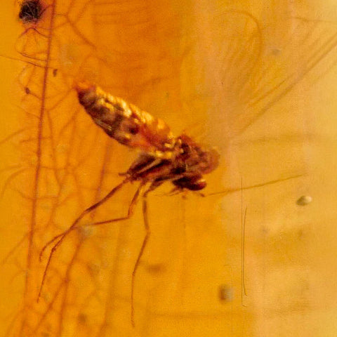 Burmese Insect Amber Diptera Mosquito Fly Fossil Cretaceous Bermite Dinosaur Age - Fossil Age Minerals