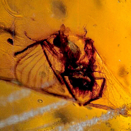Burmese Insect Amber Arachnida Spider And Bug Fossil Burmite Cretaceous Dinosaur Age