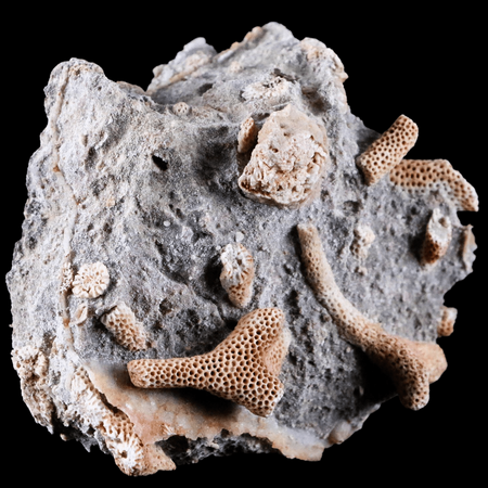 3.1 " Thamnopora SP Coral Fossil Coral Reef Devonian Age Verde Valley, Arizona