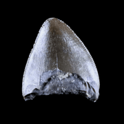 0.5" Phytosaur Fossil Tooth Late Triassic Age Archosaur Chinle FM, AZ COA & Display