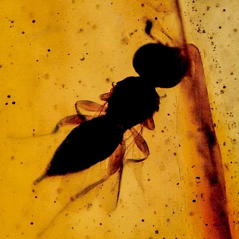 Burmese Insect Amber Hymenoptera Wasp Bee Fossil Cretaceous Bermite Dinosaur Age - Fossil Age Minerals