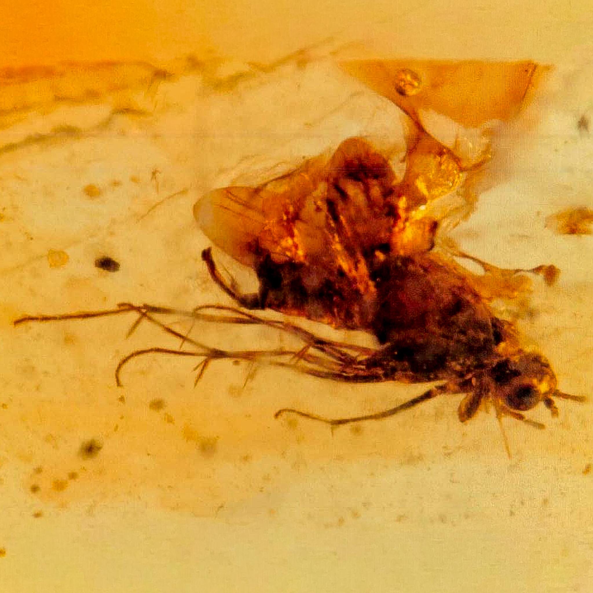Burmese Insect Amber Unknown Flying Fossil Cretaceous Bermite Dinosaur Age - Fossil Age Minerals