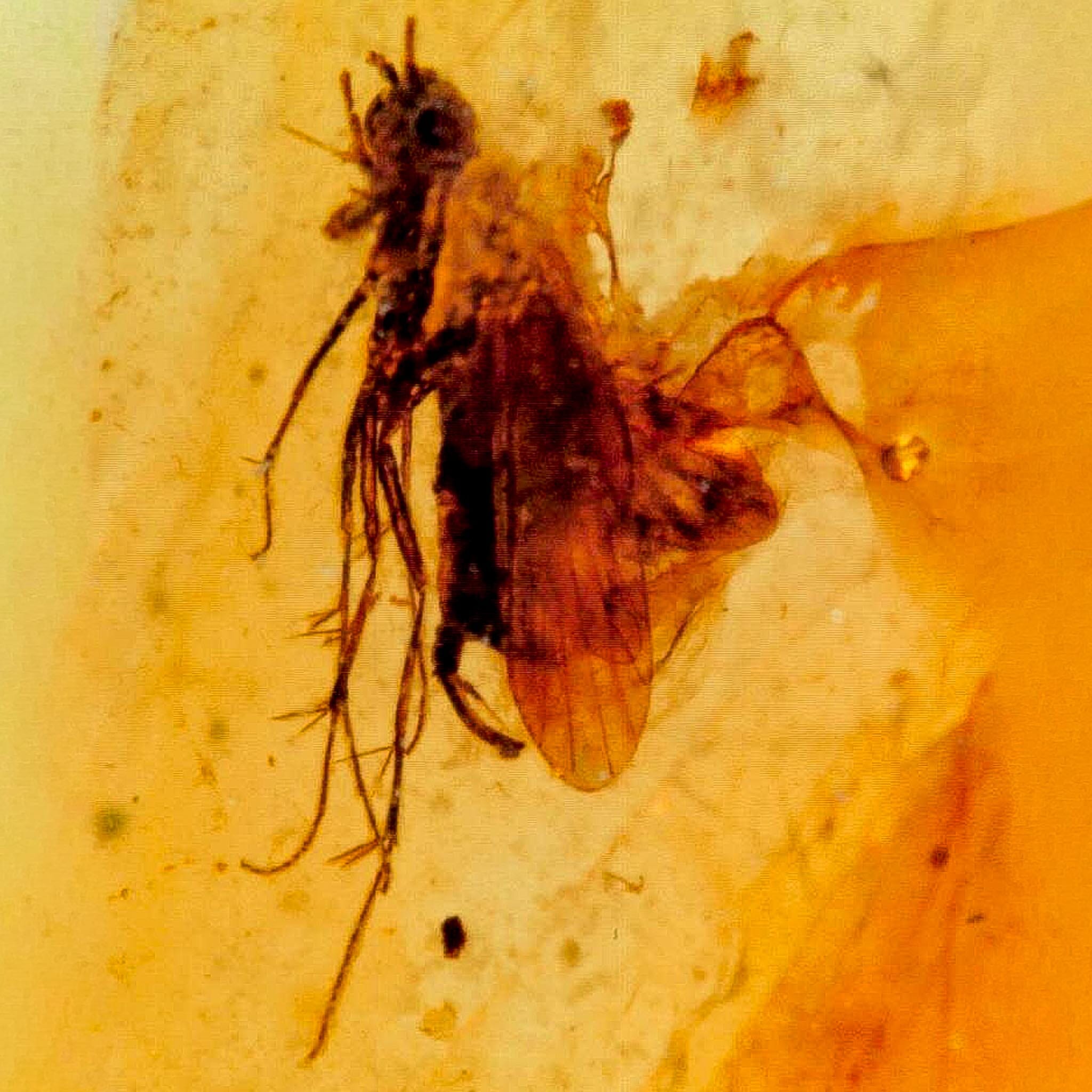 Burmese Insect Amber Unknown Flying Fossil Cretaceous Bermite Dinosaur Age - Fossil Age Minerals