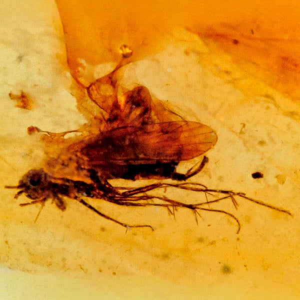 Burmese Insect Amber Unknown Flying Fossil Cretaceous Bermite Dinosaur Age