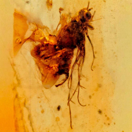 Burmese Insect Amber Unknown Flying Fossil Cretaceous Bermite Dinosaur Age