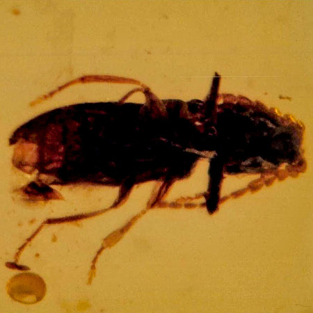 Burmese Insect Amber Coleoptera Beetle Bug Fossil Cretaceous Bermite Dinosaur Age