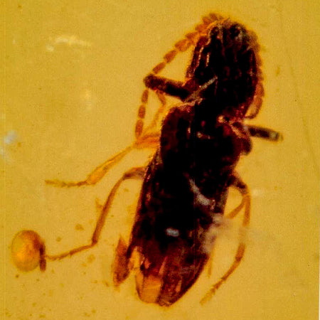 Burmese Insect Amber Coleoptera Beetle Bug Fossil Cretaceous Bermite Dinosaur Age