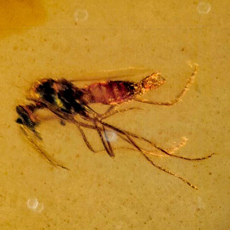 Burmese Insect Amber Diptera Mosquito Fly Fossil Cretaceous Bermite Dinosaur Age