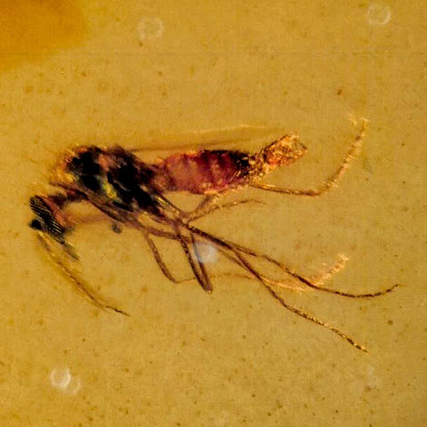 Burmese Insect Amber Diptera Mosquito Fly Fossil Cretaceous Bermite Dinosaur Age - Fossil Age Minerals