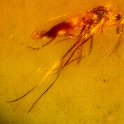 Burmese Insect Amber Diptera Mosquito Fly Fossil Cretaceous Bermite Dinosaur Age - Fossil Age Minerals