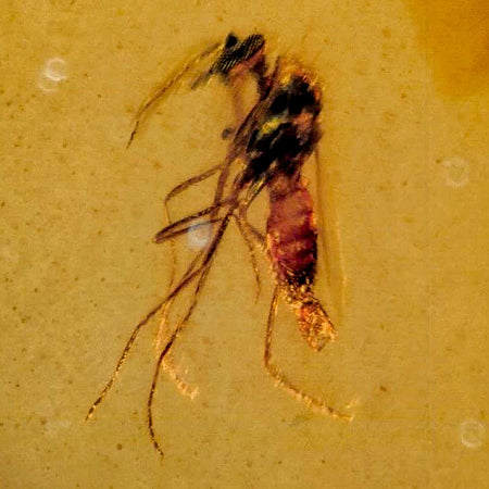 Burmese Insect Amber Diptera Mosquito Fly Fossil Cretaceous Bermite Dinosaur Age