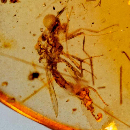 Burmese Insect Amber Diptera Mosquito Fly Fossil Cretaceous Bermite Dinosaur Age