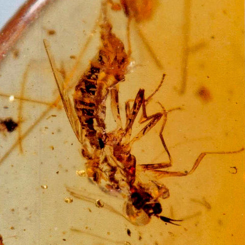 Burmese Insect Amber Diptera Mosquito Fly Fossil Cretaceous Bermite Dinosaur Age - Fossil Age Minerals