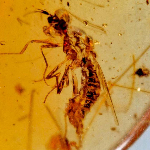 Burmese Insect Amber Diptera Mosquito Fly Fossil Cretaceous Bermite Dinosaur Age - Fossil Age Minerals