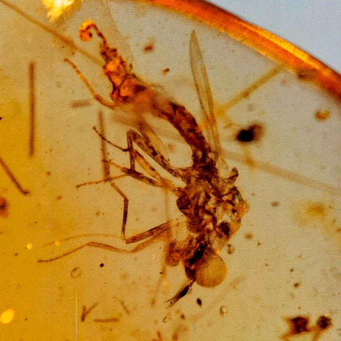 Burmese Insect Amber Diptera Mosquito Fly Fossil Cretaceous Bermite Dinosaur Age - Fossil Age Minerals