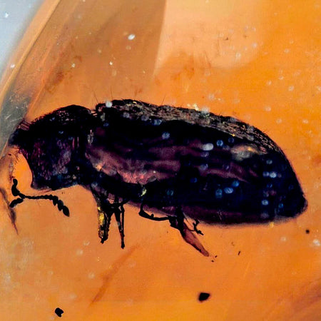 Burmese Insect Amber Coleoptera Beetles Bug Fossil Cretaceous Bermite Dinosaur Age