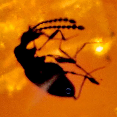 Burmese Insect Amber Coleoptera Beetles Bug Fossil Cretaceous Bermite Dinosaur Age