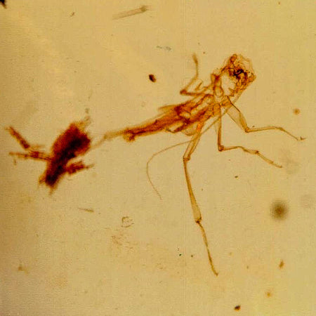 Burmese Insect Amber Unknown Flying Fossil Cretaceous Bermite Dinosaur Age