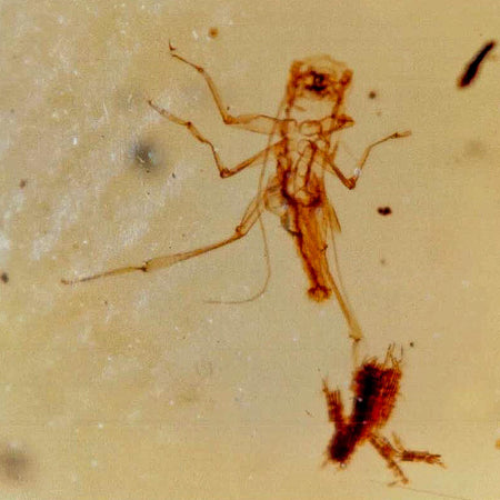 Burmese Insect Amber Unknown Flying Fossil Cretaceous Bermite Dinosaur Age