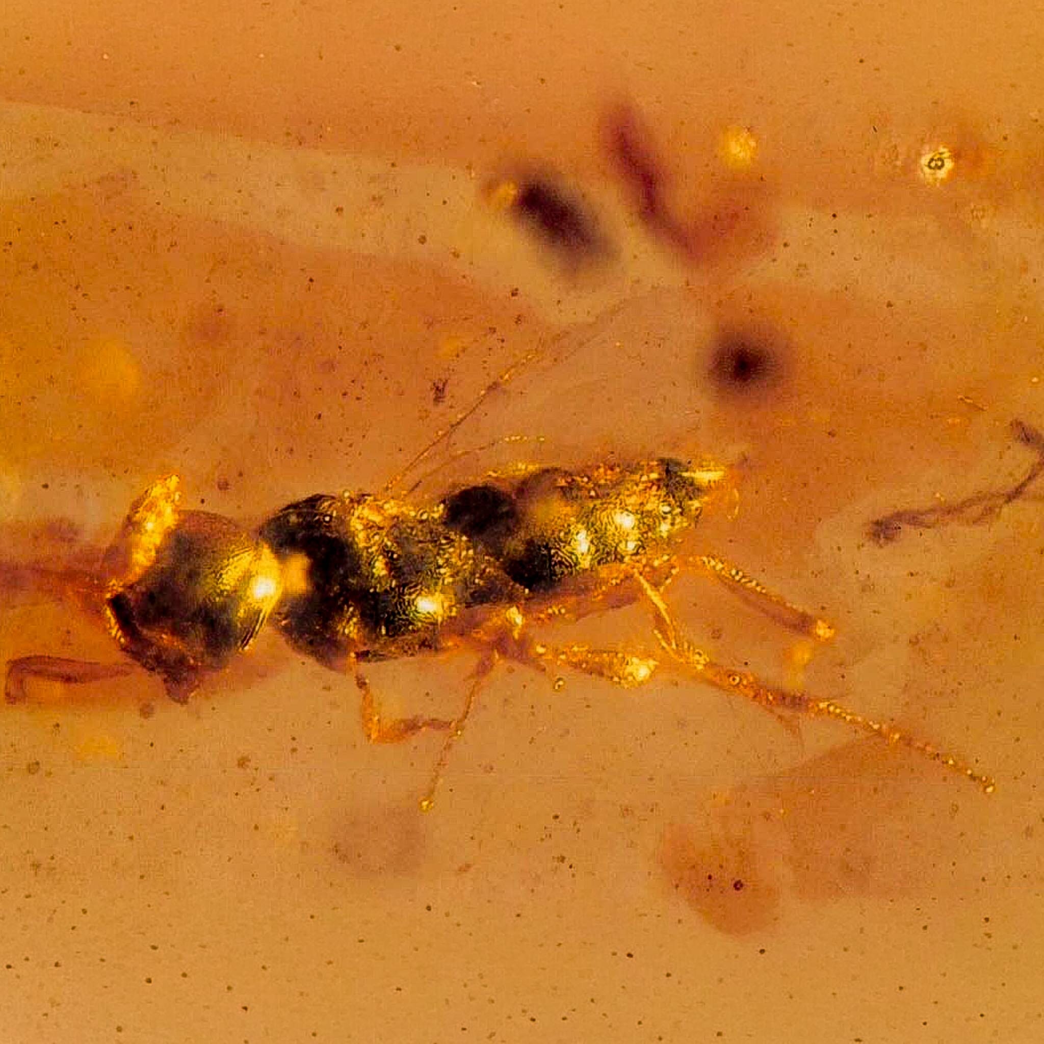 Burmese Insect Amber Hymenoptera Wasp Bee Fossil Cretaceous Dinosaur Age - Fossil Age Minerals