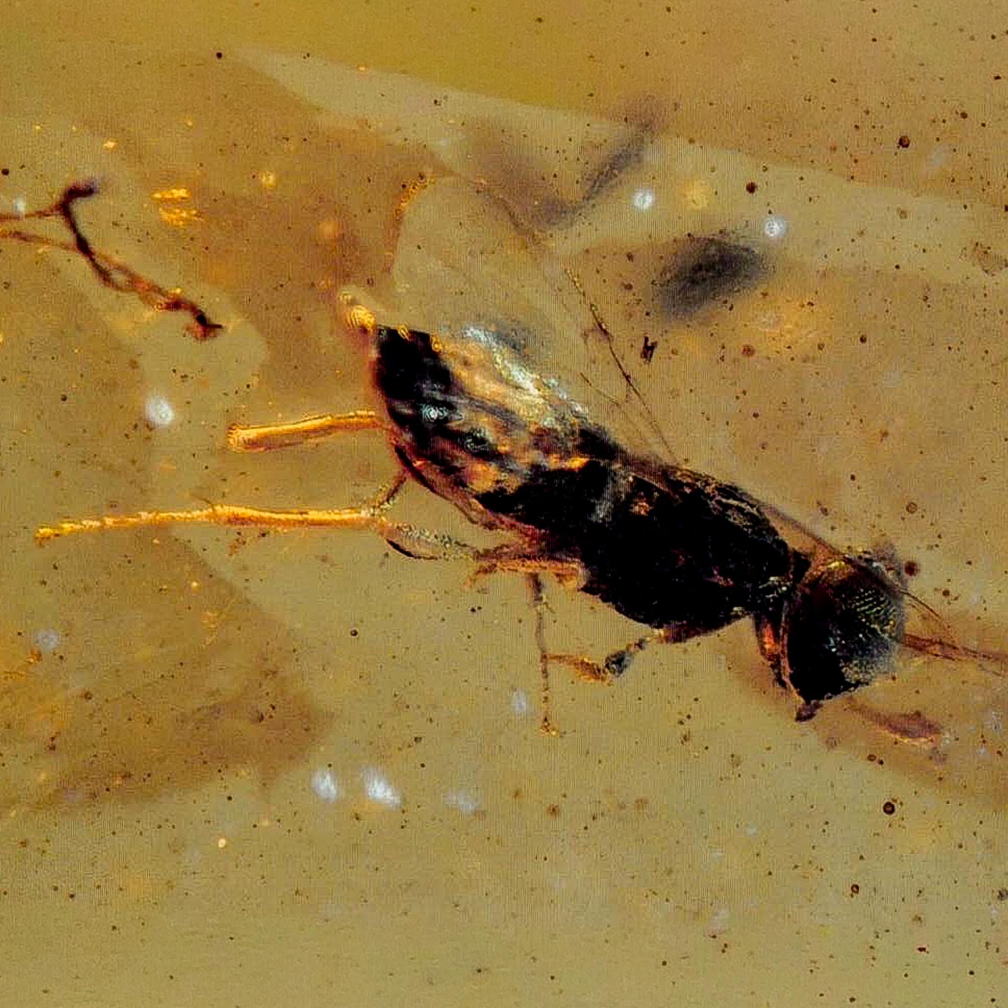 Burmese Insect Amber Hymenoptera Wasp Bee Fossil Cretaceous Dinosaur Age - Fossil Age Minerals