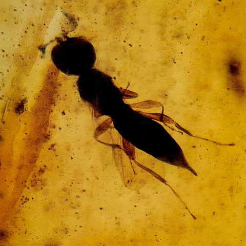 Burmese Insect Amber Hymenoptera Wasp Bee Fossil Cretaceous Bermite Dinosaur Age - Fossil Age Minerals