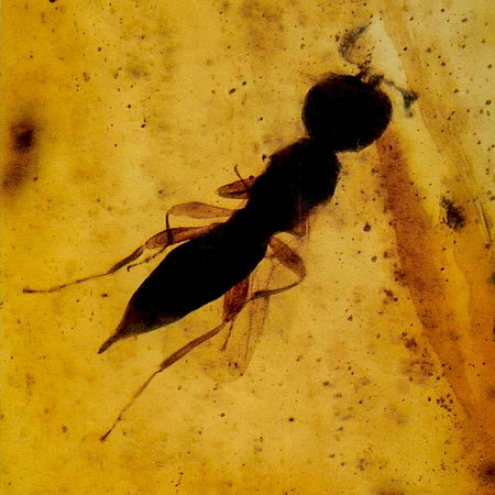Burmese Insect Amber Hymenoptera Wasp Bee  Fossil Cretaceous Bermite Dinosaur Age