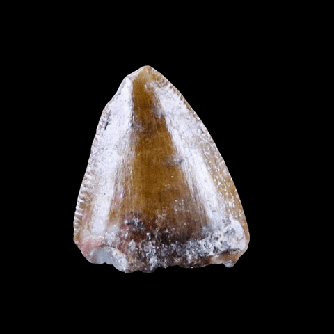0.4" Phytosaur Fossil Tooth Late Triassic Age Archosaur Chinle FM, AZ COA & Display - Fossil Age Minerals