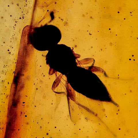 Burmese Insect Amber Hymenoptera Wasp Bee Fossil Cretaceous Bermite Dinosaur Age - Fossil Age Minerals