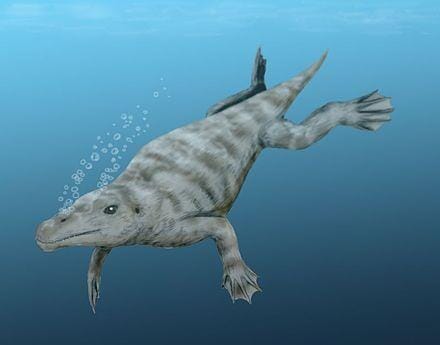 3.2" Pappocetus Lugardi Tooth Prehistoric Whale 40-34 Mil Yrs Old Eocene Age - Fossil Age Minerals