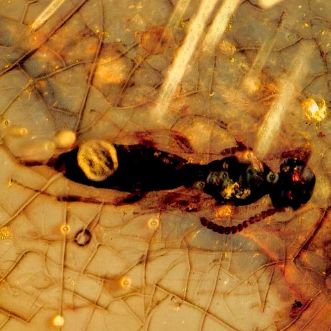 Burmese Insect Amber Hymenoptera Wasp Bee Fossil Cretaceous Dinosaur Age - Fossil Age Minerals