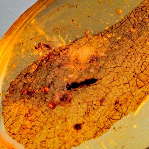 Burmese Insect Amber Hymenoptera Wasp Bee Fossil Cretaceous Dinosaur Age - Fossil Age Minerals